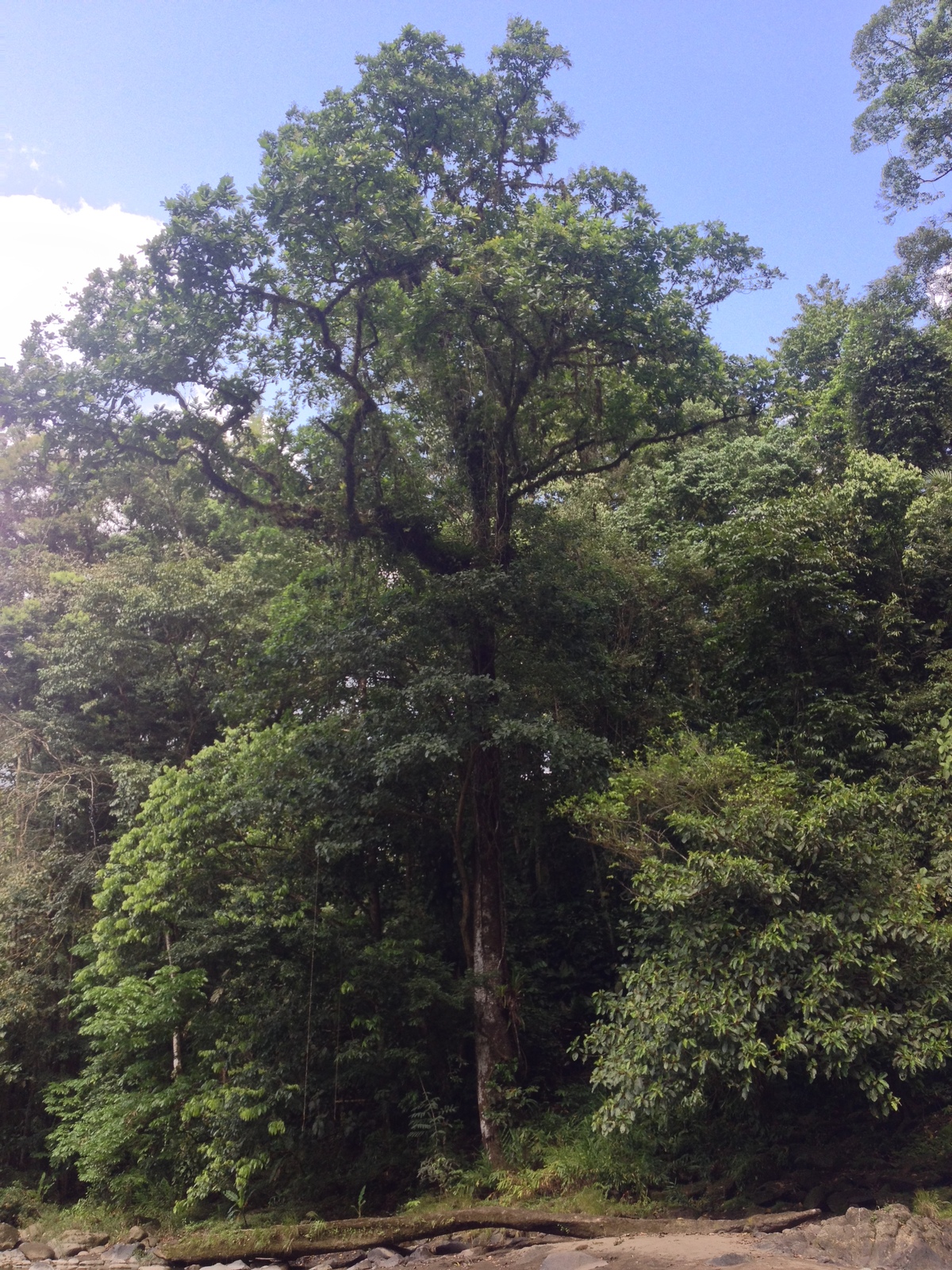 Picture Costa Rica Pacuare River 2015-03 238 - Tourist Attraction Pacuare River