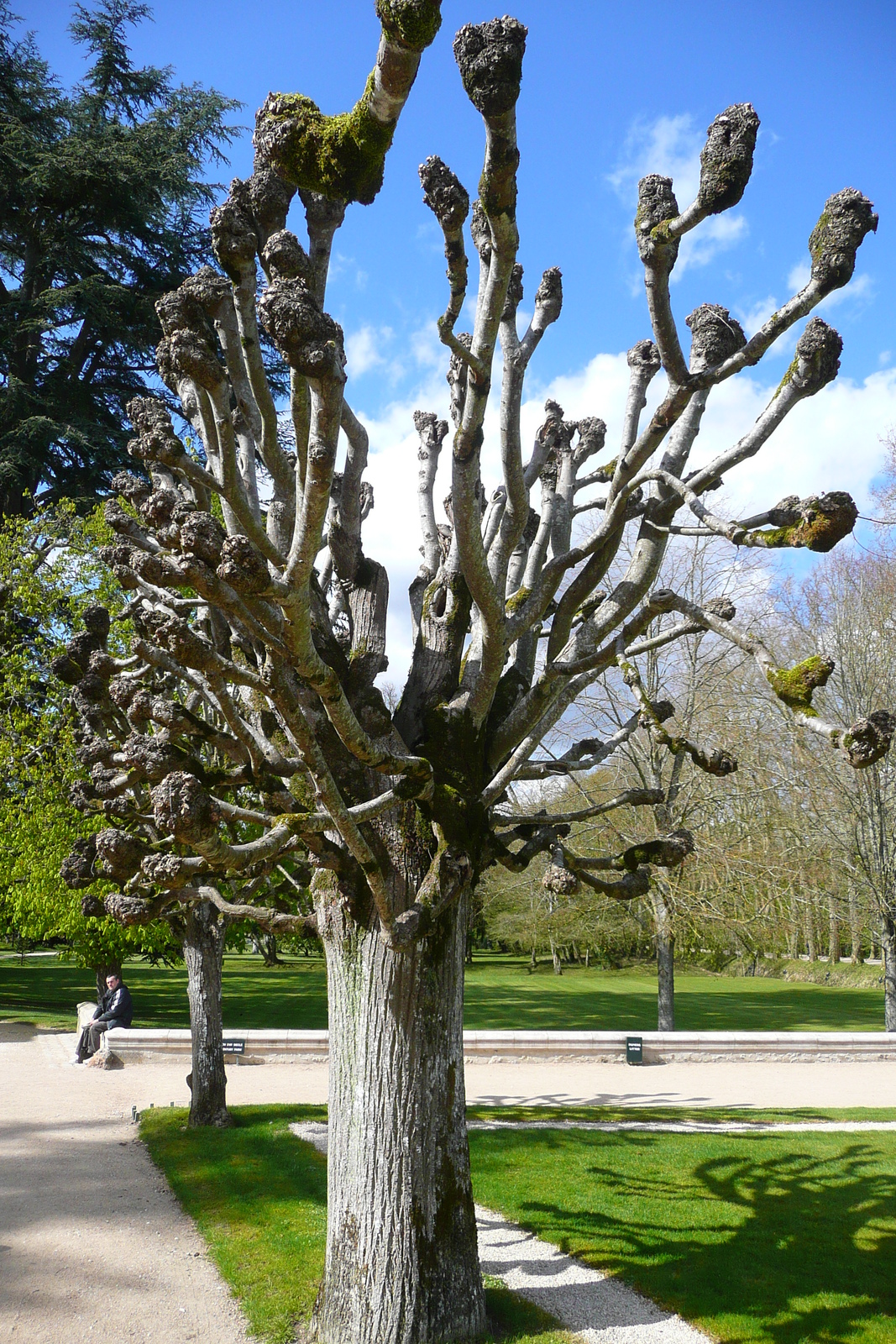 Picture France Chenonceau Castle Gardens of Chenonceau 2008-04 90 - Flights Gardens of Chenonceau