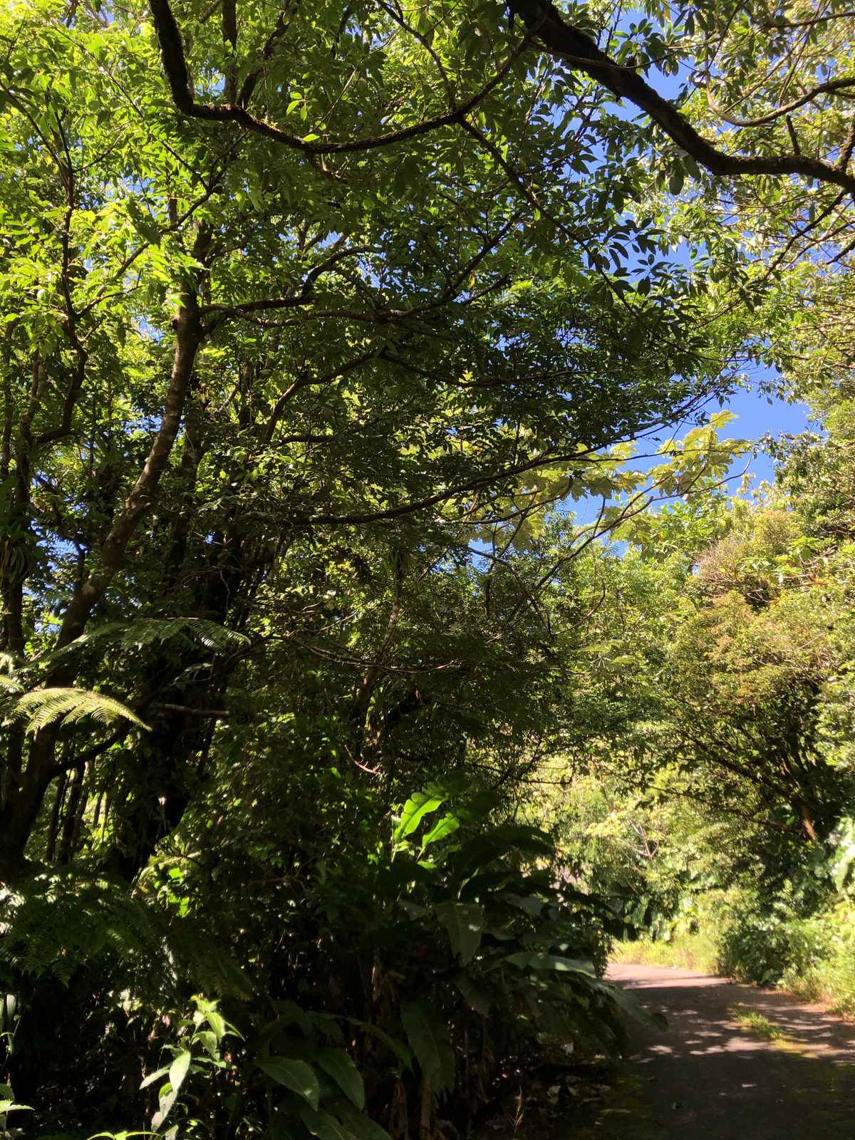 Picture Guadeloupe La Grande Soufriere 2021-02 3 - Discover La Grande Soufriere