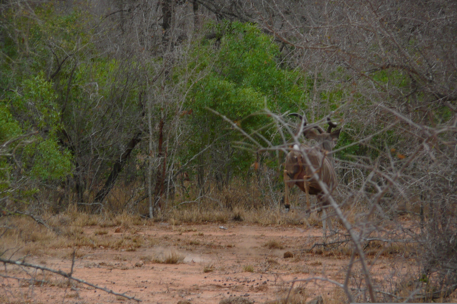 Picture South Africa Kruger National Park 2008-09 117 - Sight Kruger National Park