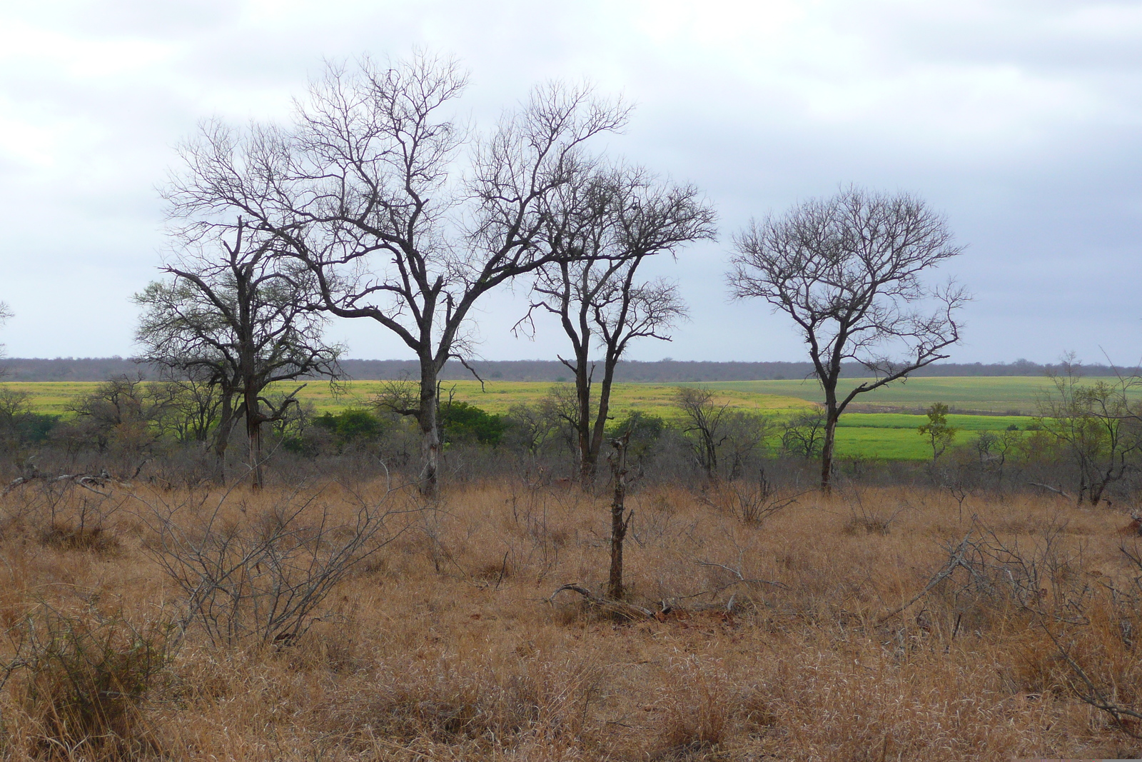 Picture South Africa Kruger National Park Crocodile River road 2008-09 42 - Views Crocodile River road