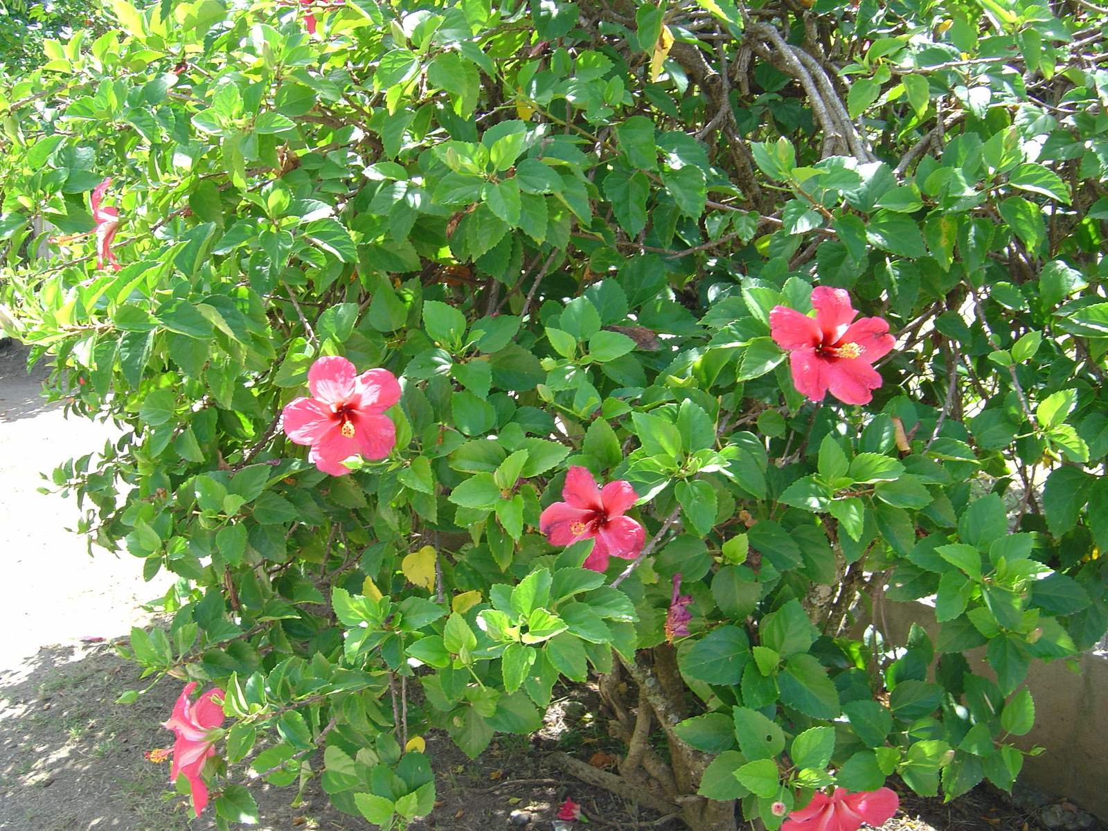 Picture Polynesia Bora Bora 2006-04 33 - Travels Bora Bora