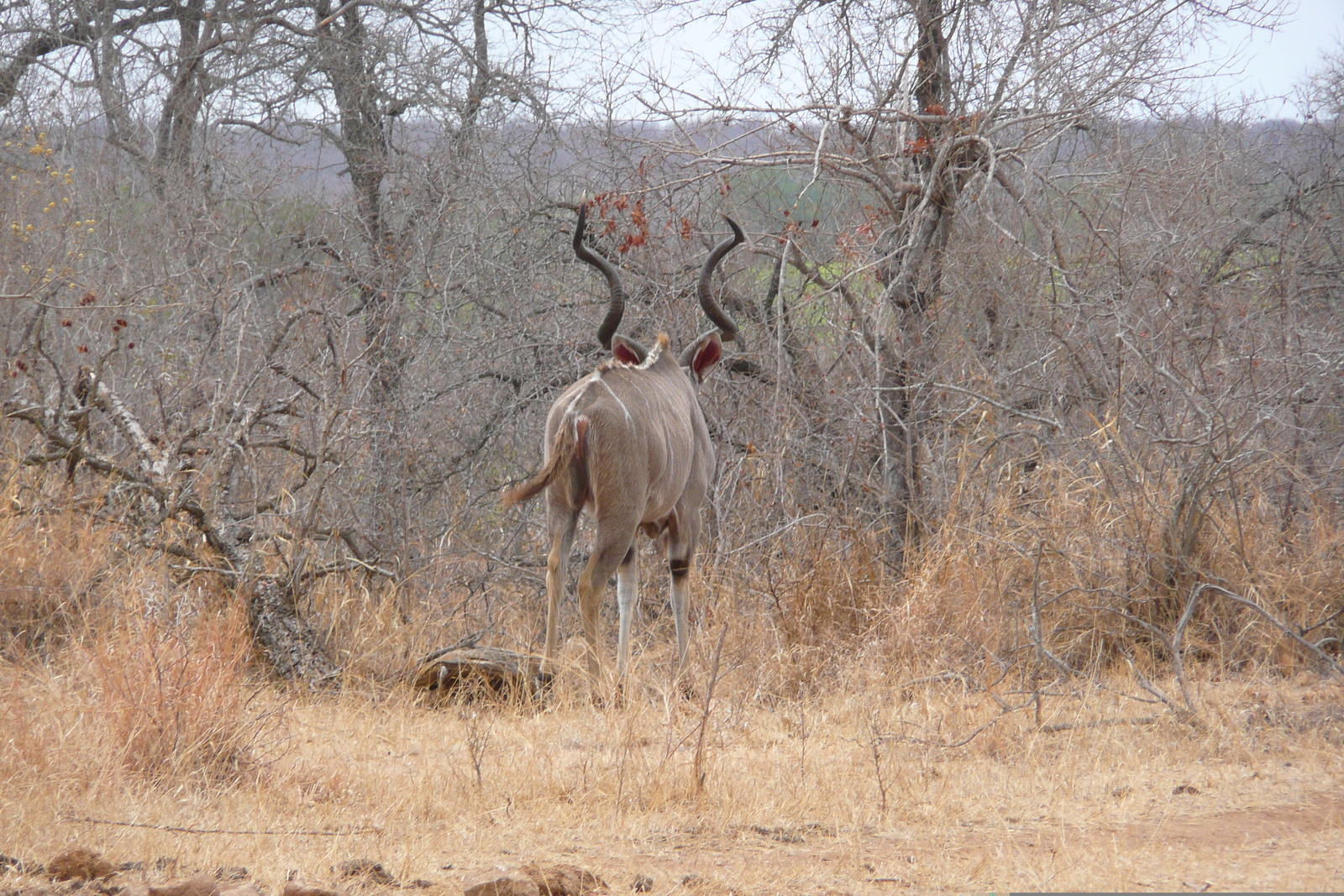 Picture South Africa Kruger National Park Crocodile River road 2008-09 30 - Road Crocodile River road