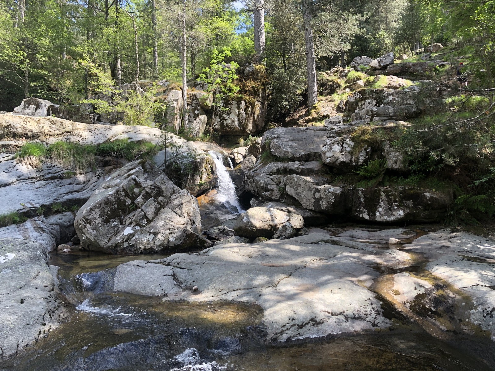 Picture France Corsica Aitone Forest 2021-06 39 - Photographer Aitone Forest