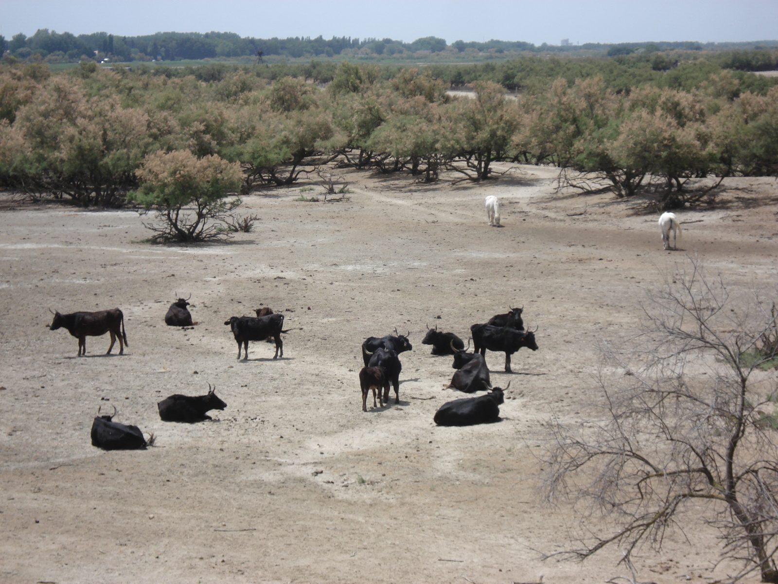 Picture France Camargue 2006-06 8 - Photographer Camargue