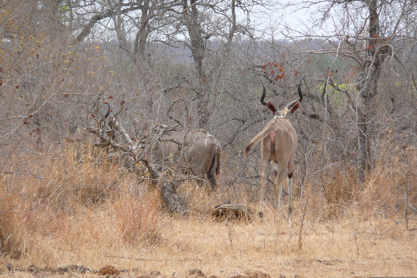 Picture South Africa Kruger National Park Crocodile River road 2008-09 35 - Discover Crocodile River road