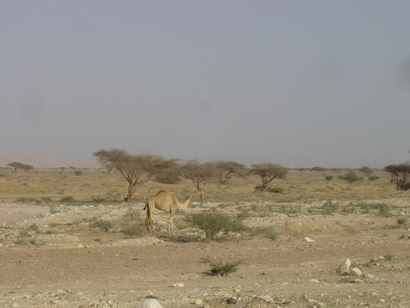 Picture Sultanate of Oman Buraimi to Mahada road 2005-03 10 - Tourist Buraimi to Mahada road