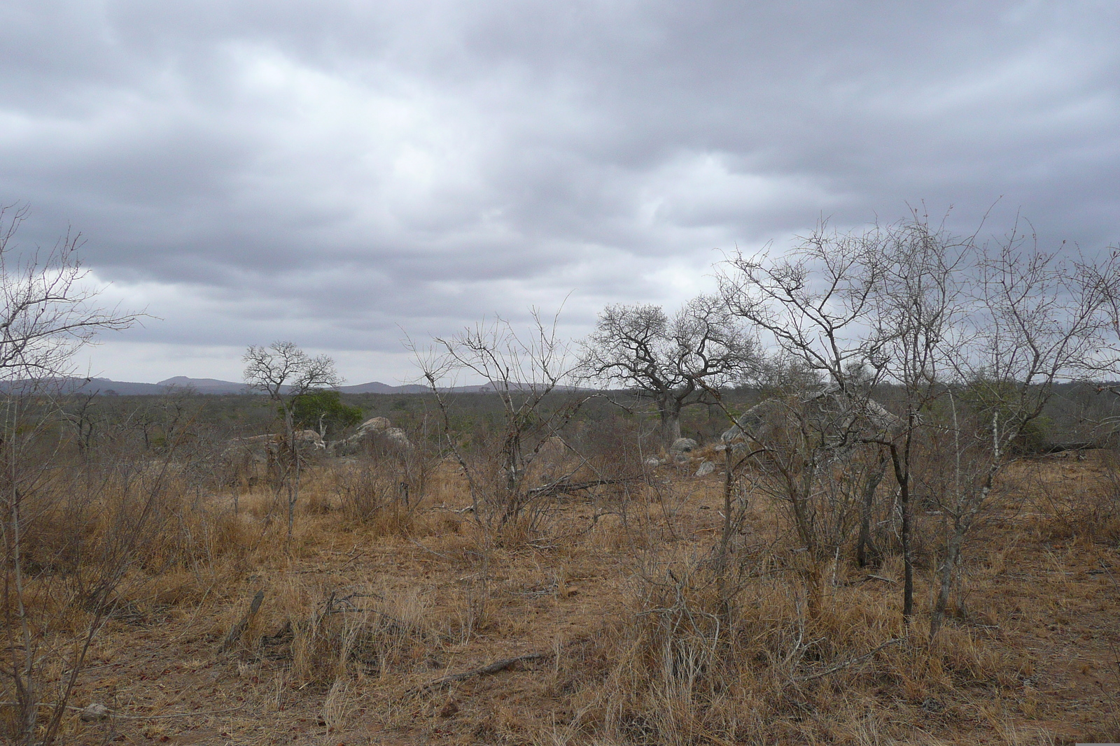 Picture South Africa Kruger National Park Crocodile River road 2008-09 11 - Store Crocodile River road