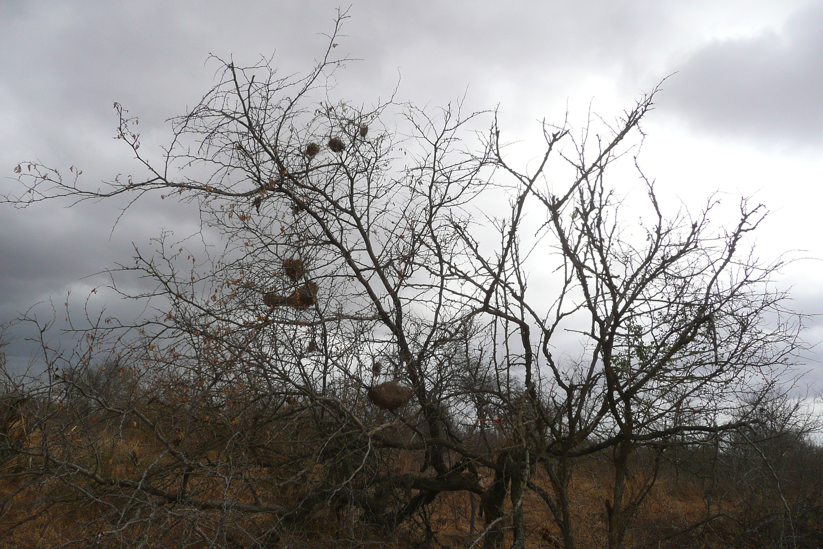 Picture South Africa Kruger National Park Crocodile River road 2008-09 12 - Photo Crocodile River road