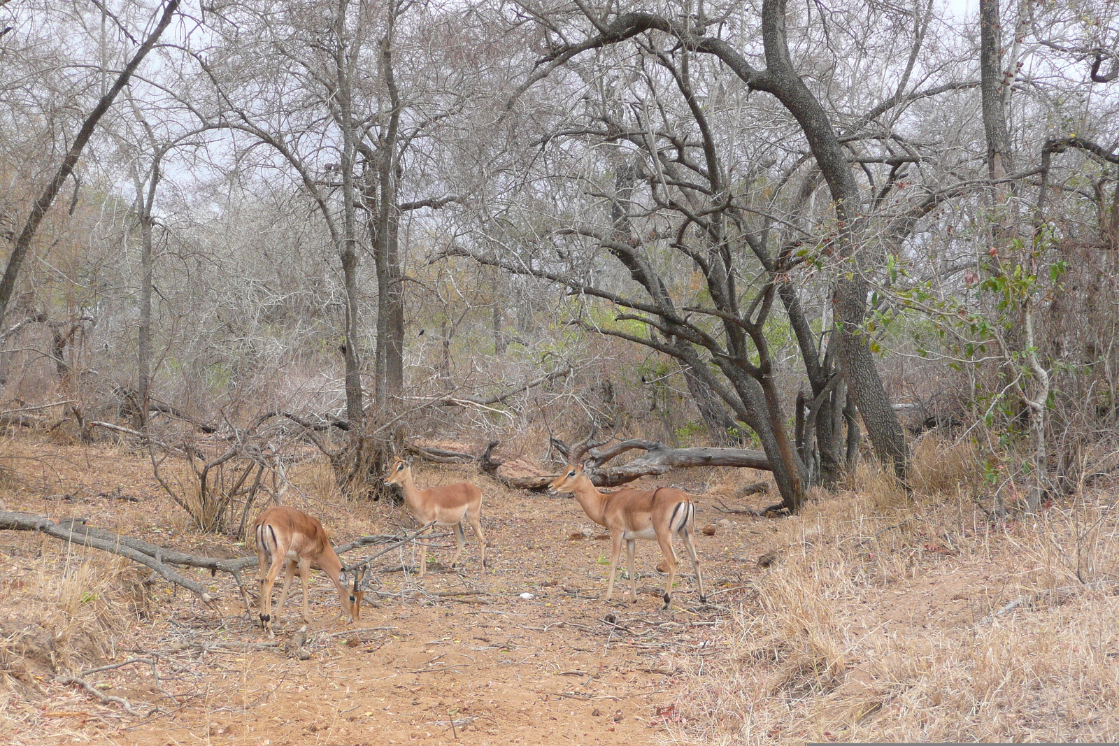 Picture South Africa Kruger National Park Crocodile River road 2008-09 15 - Discover Crocodile River road