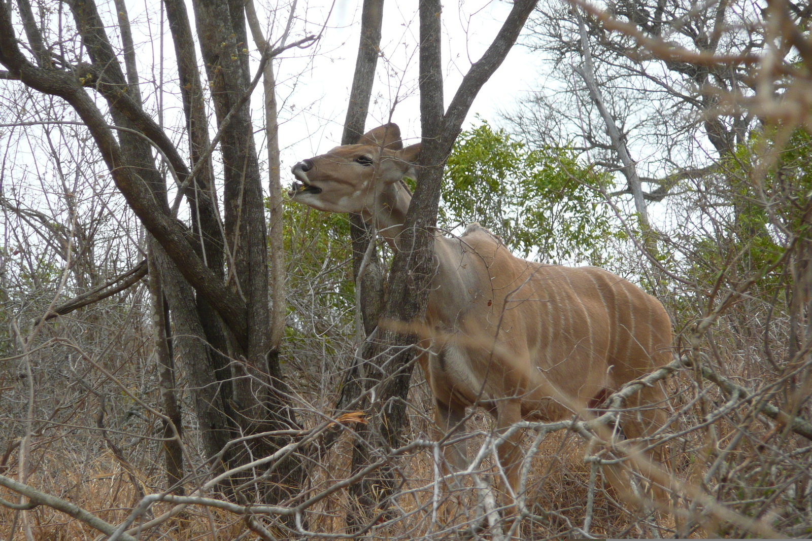 Picture South Africa Kruger National Park Crocodile River road 2008-09 52 - Travel Crocodile River road