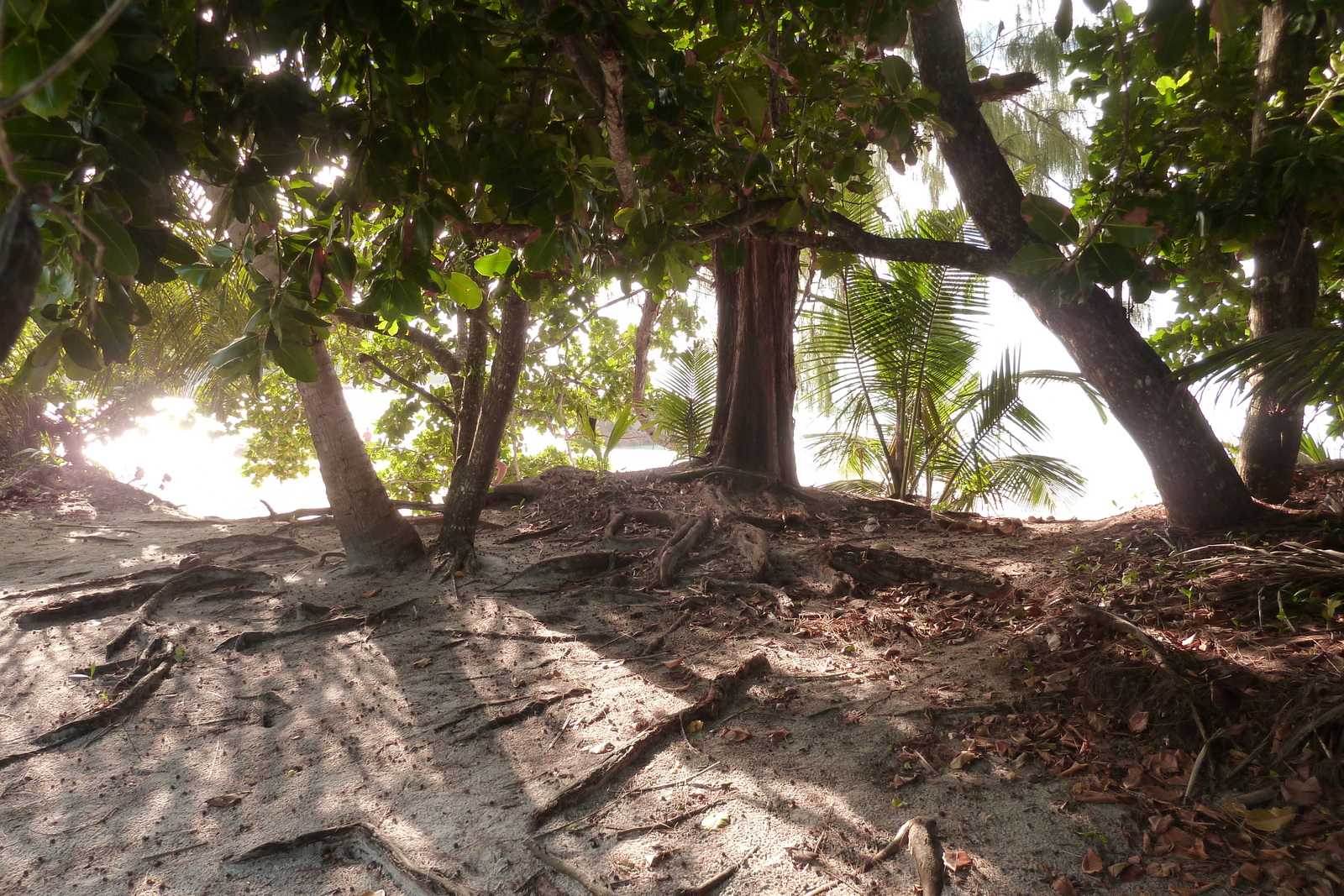 Picture Seychelles Anse Lazio 2011-10 70 - Trip Anse Lazio