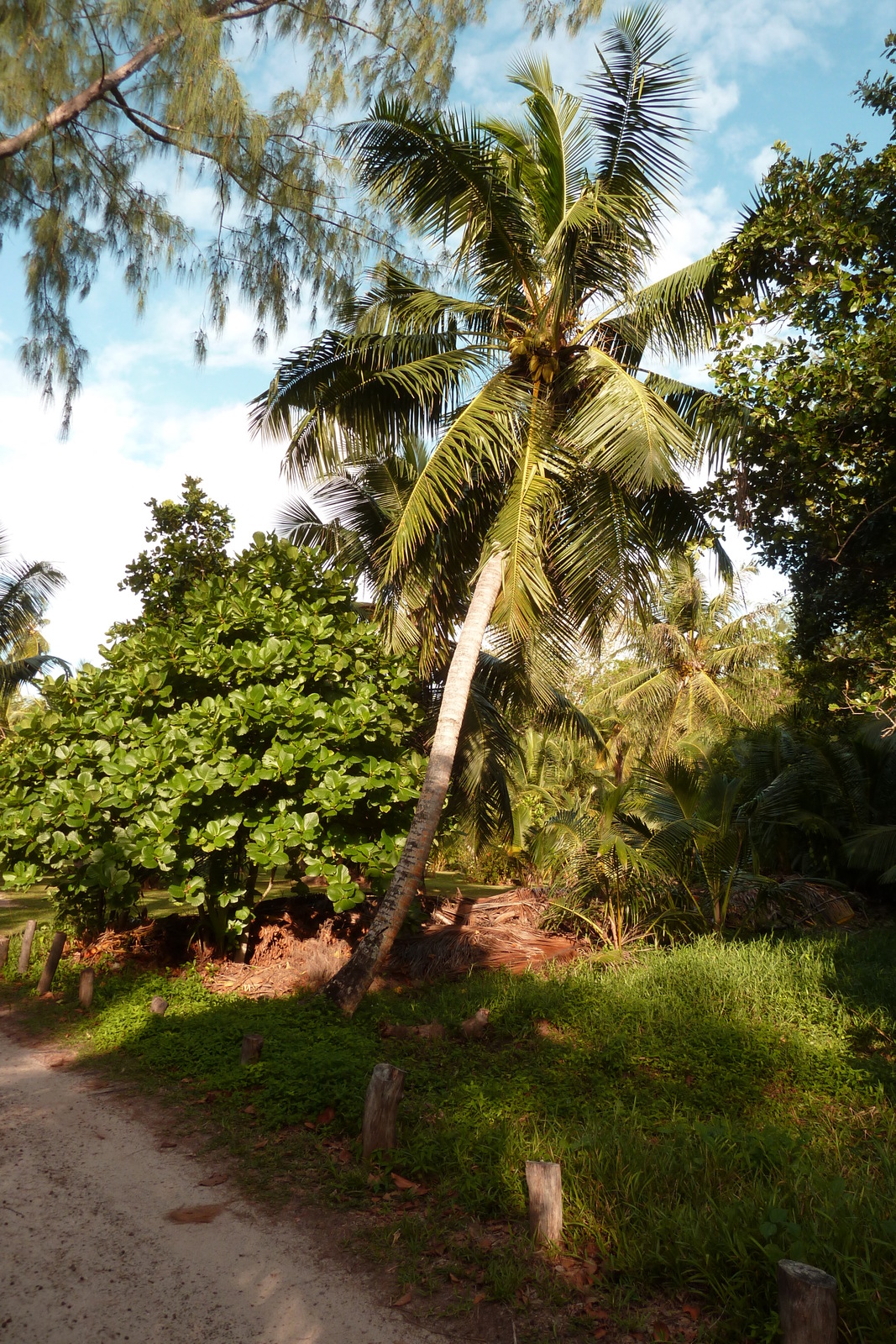 Picture Seychelles Anse Lazio 2011-10 57 - Pictures Anse Lazio