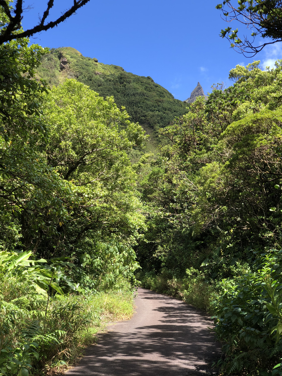 Picture Guadeloupe La Grande Soufriere 2021-02 1 - Sightseeing La Grande Soufriere