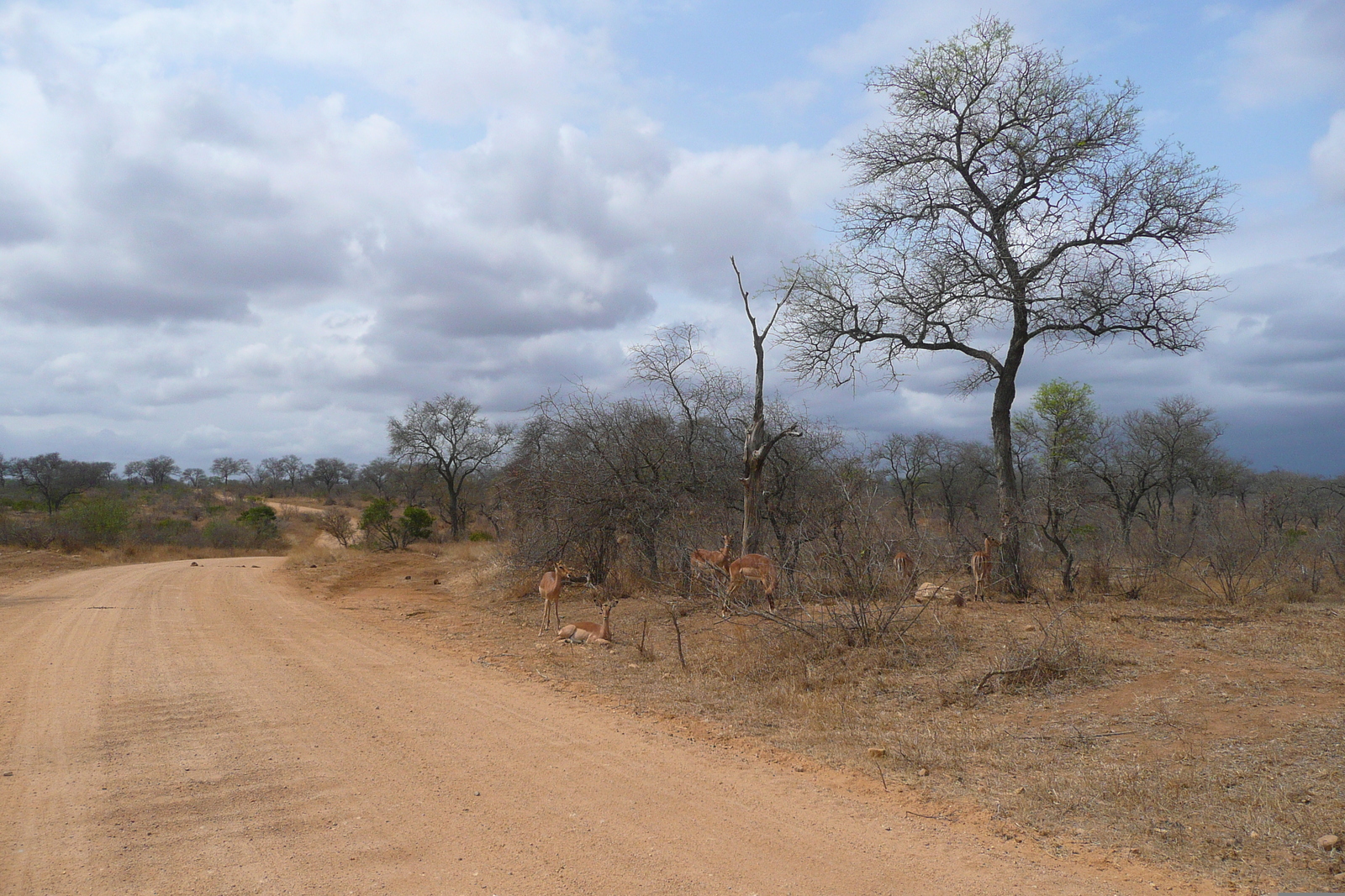 Picture South Africa Kruger National Park Crocodile River road 2008-09 14 - Views Crocodile River road