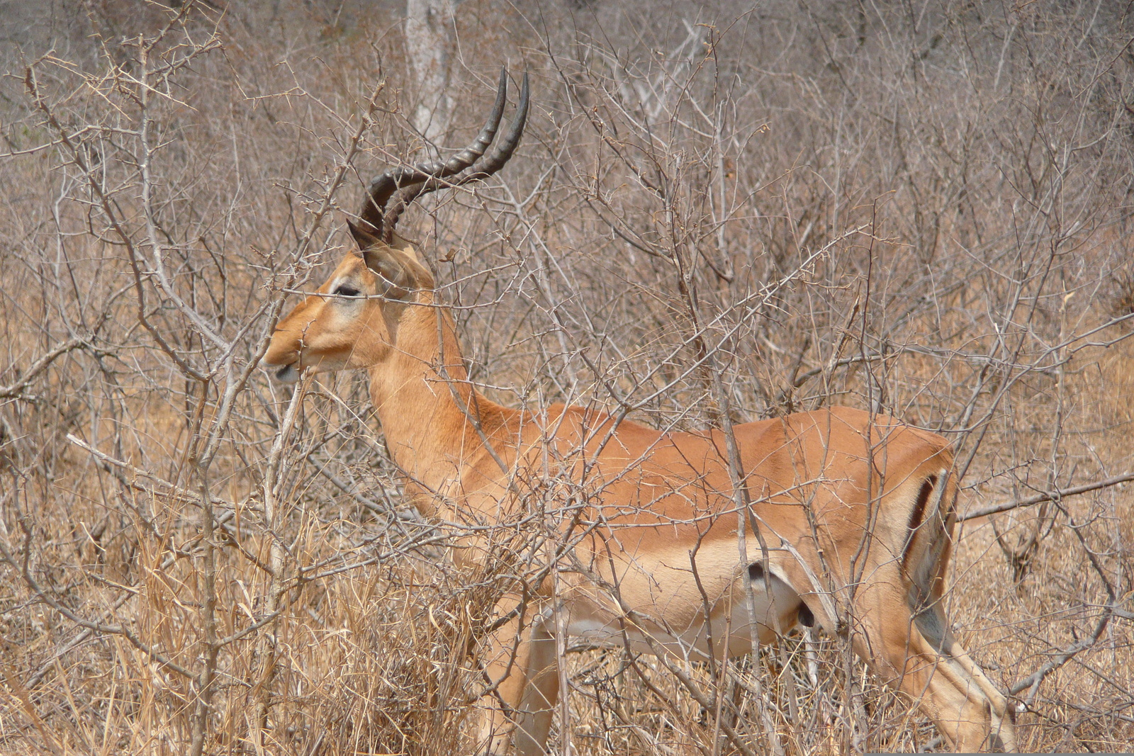 Picture South Africa Kruger National Park Crocodile River road 2008-09 8 - Photographer Crocodile River road