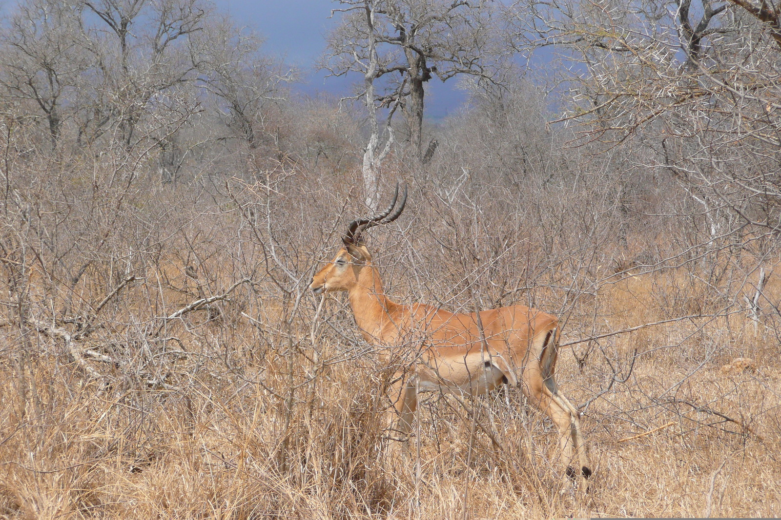 Picture South Africa Kruger National Park Crocodile River road 2008-09 0 - Photographers Crocodile River road