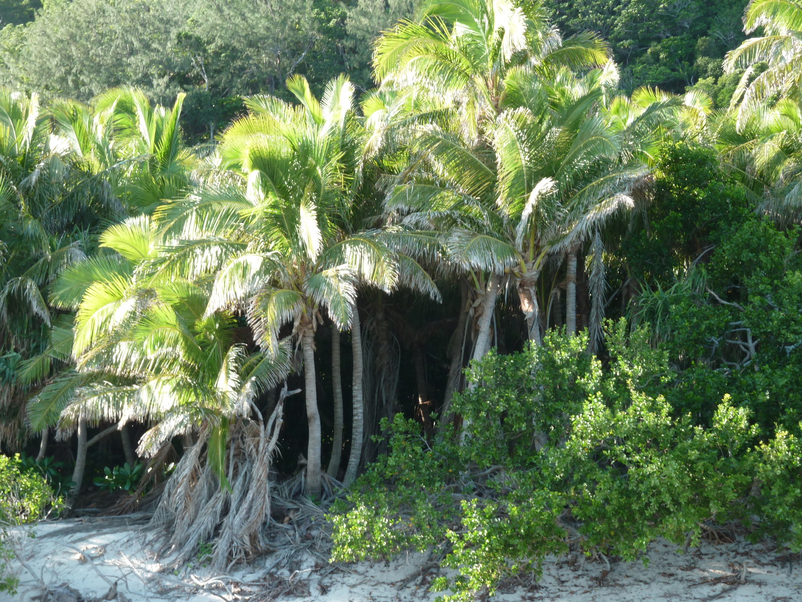 Picture Fiji Castaway Island 2010-05 206 - Travels Castaway Island