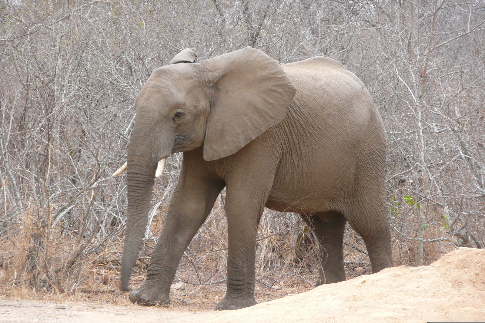 Picture South Africa Kruger National Park Sable River 2008-09 18 - Tourist Attraction Sable River