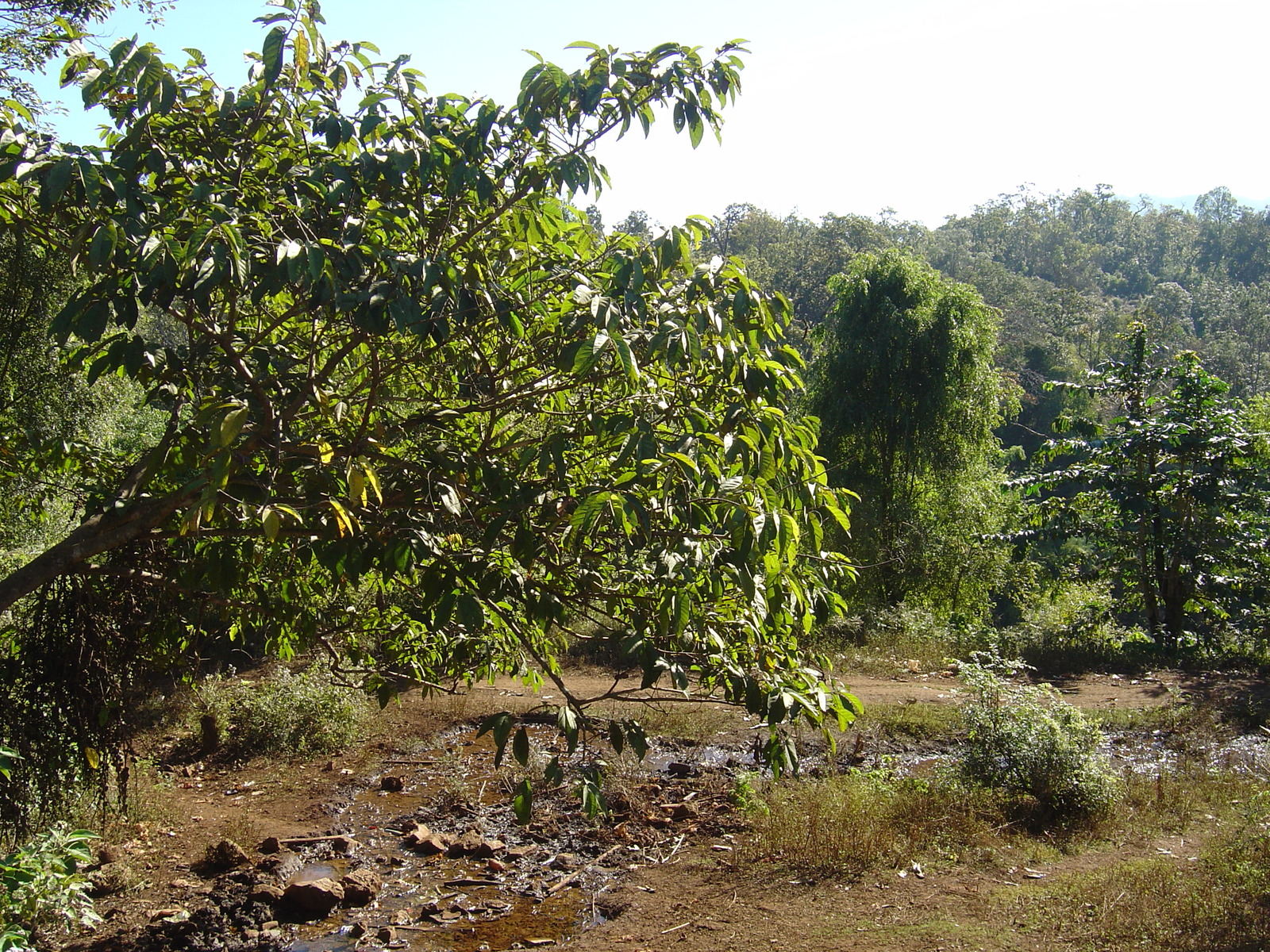 Picture Thailand Pang ma pha 2005-12 48 - Road Pang ma pha