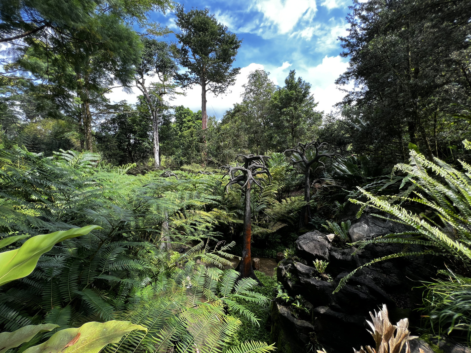 Picture Singapore Singapore Botanic Gardens 2023-01 87 - Views Singapore Botanic Gardens