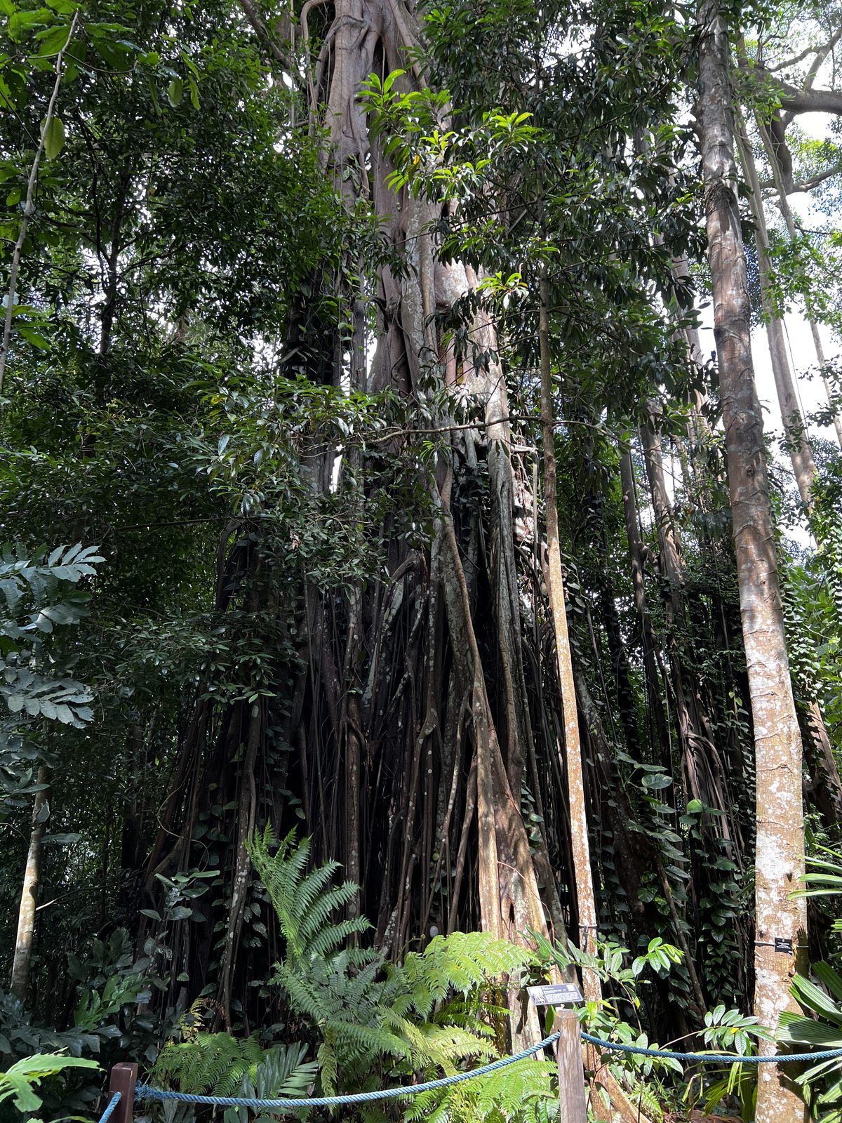 Picture Singapore Singapore Botanic Gardens 2023-01 29 - Trip Singapore Botanic Gardens