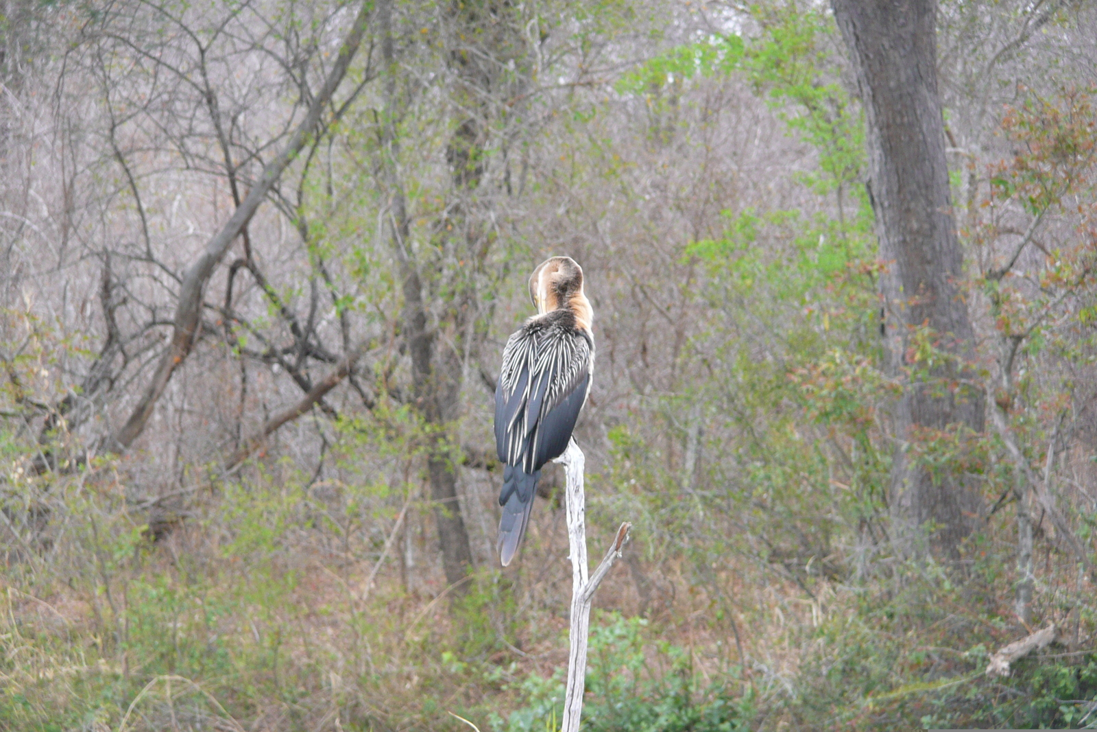 Picture South Africa Kruger National Park Sable River 2008-09 69 - Flight Sable River