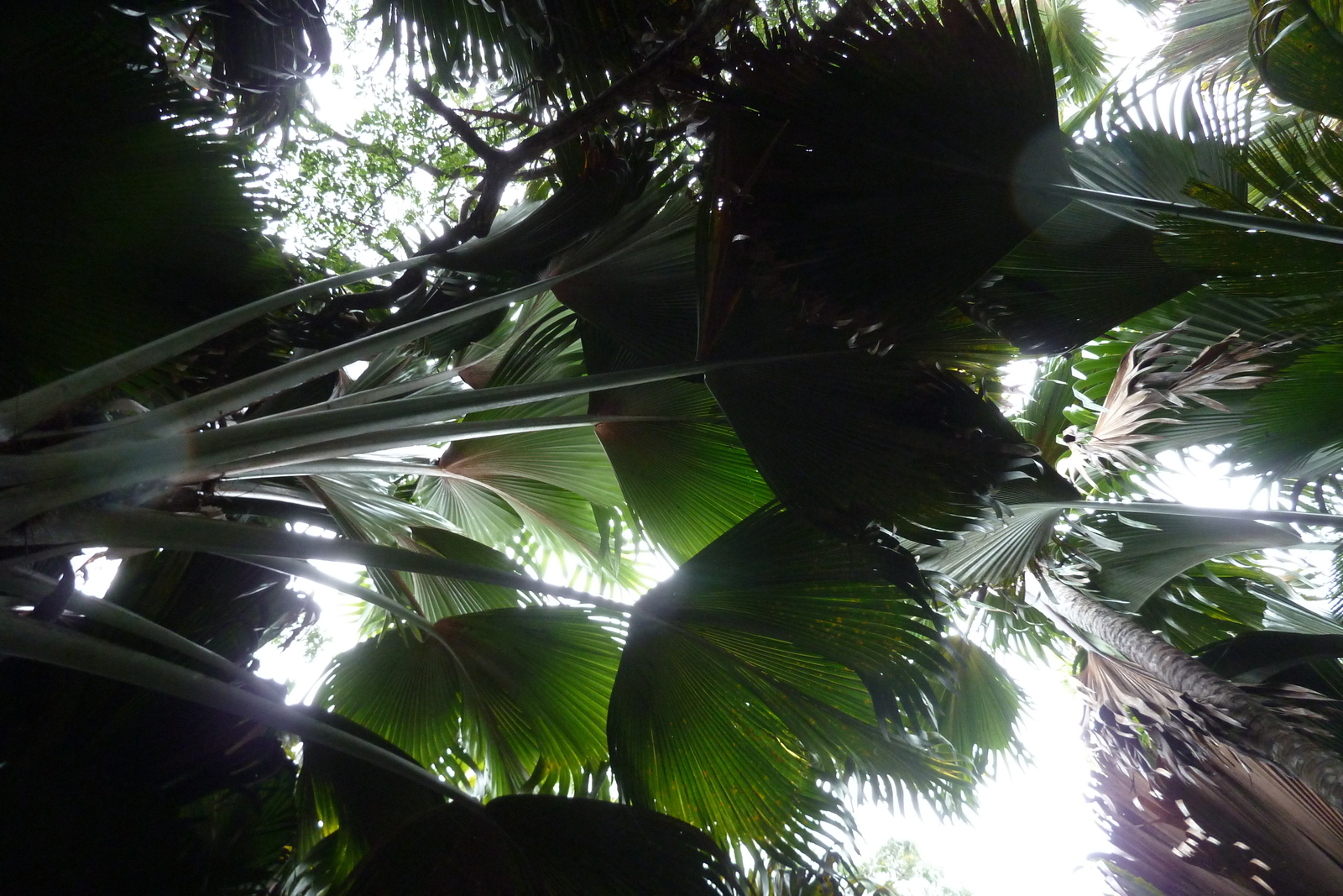 Picture Seychelles Vallee de Mai 2011-10 55 - Photographer Vallee de Mai