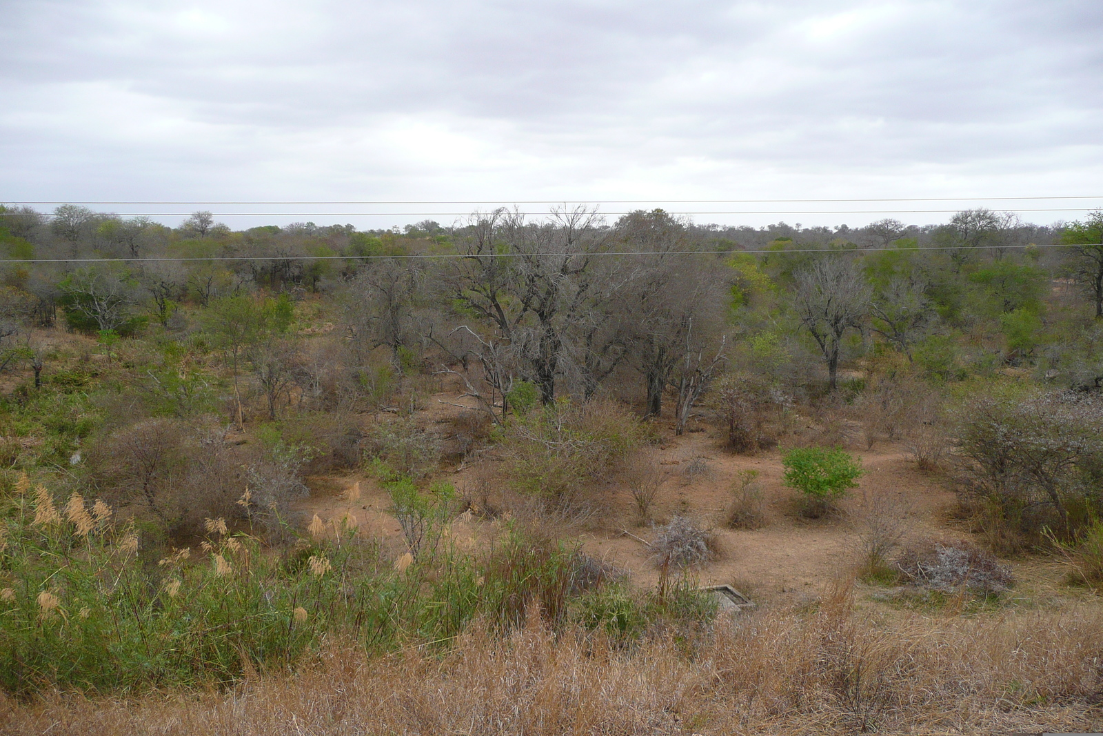 Picture South Africa Kruger National Park Sable River 2008-09 42 - Sightseeing Sable River