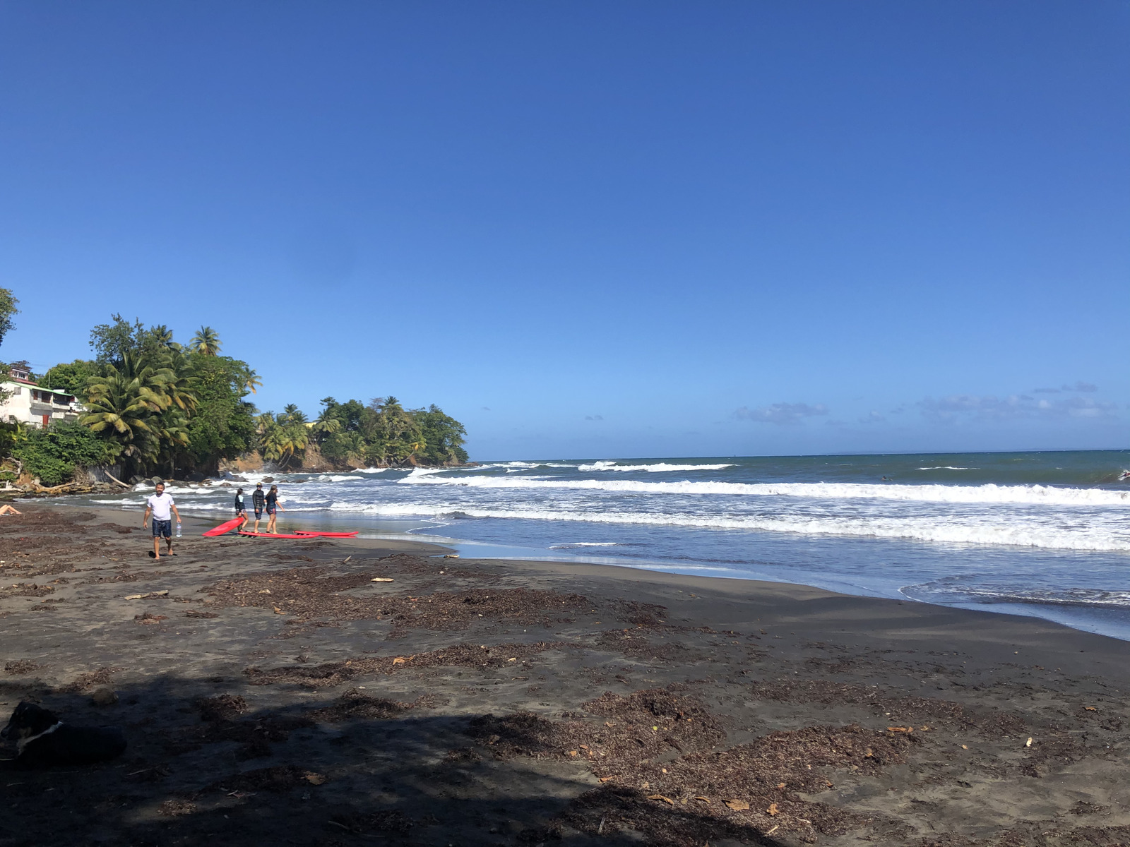 Picture Guadeloupe Bananier 2021-02 19 - Photos Bananier