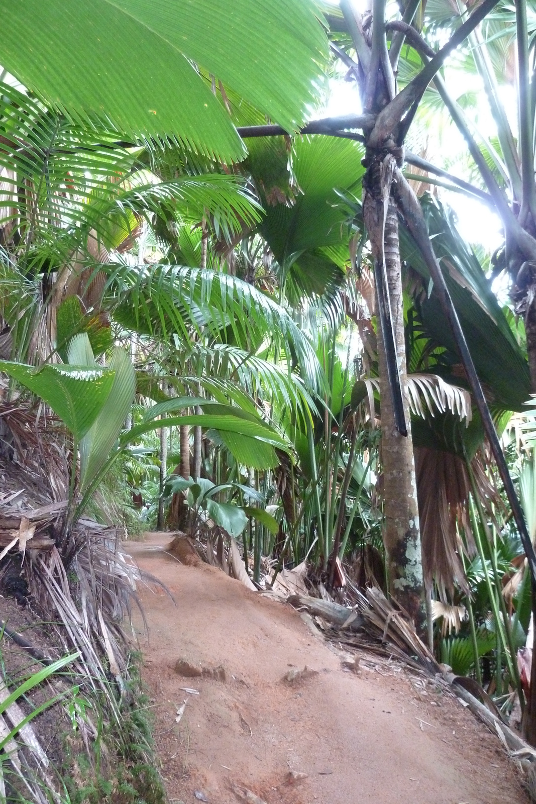 Picture Seychelles Vallee de Mai 2011-10 84 - Journey Vallee de Mai