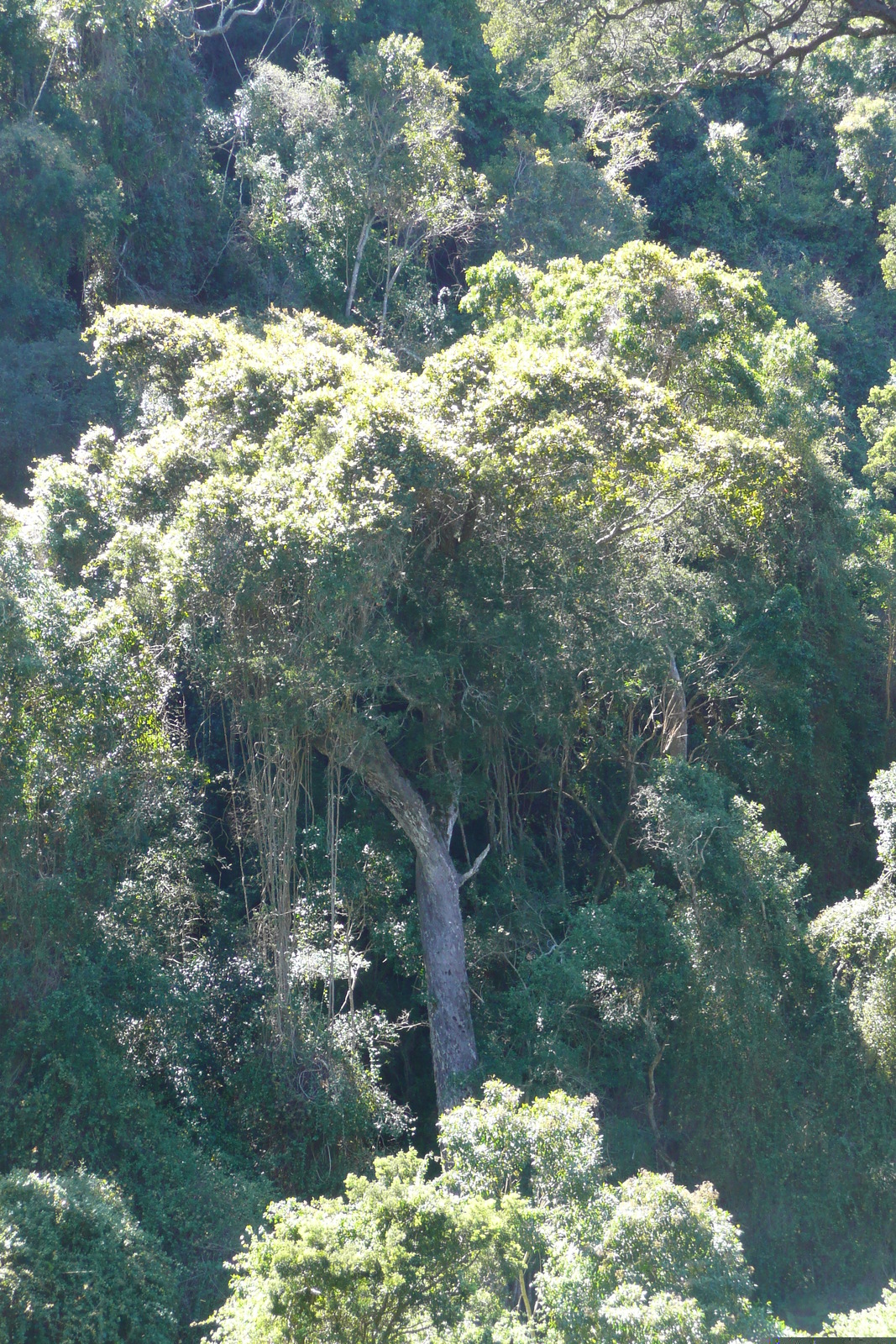 Picture South Africa Nature's Valley 2008-09 43 - Tourist Places Nature's Valley