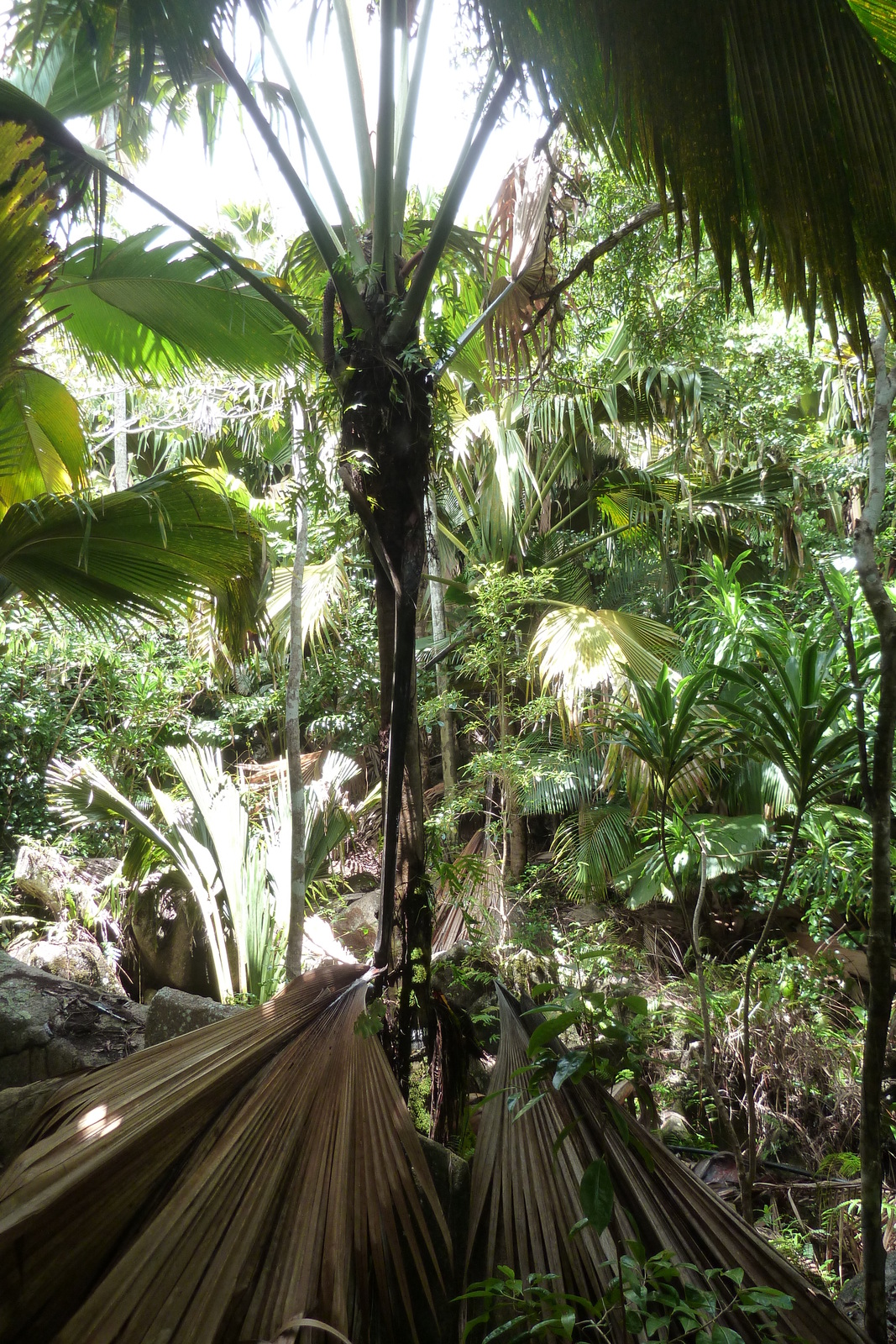 Picture Seychelles Vallee de Mai 2011-10 6 - Tourist Vallee de Mai