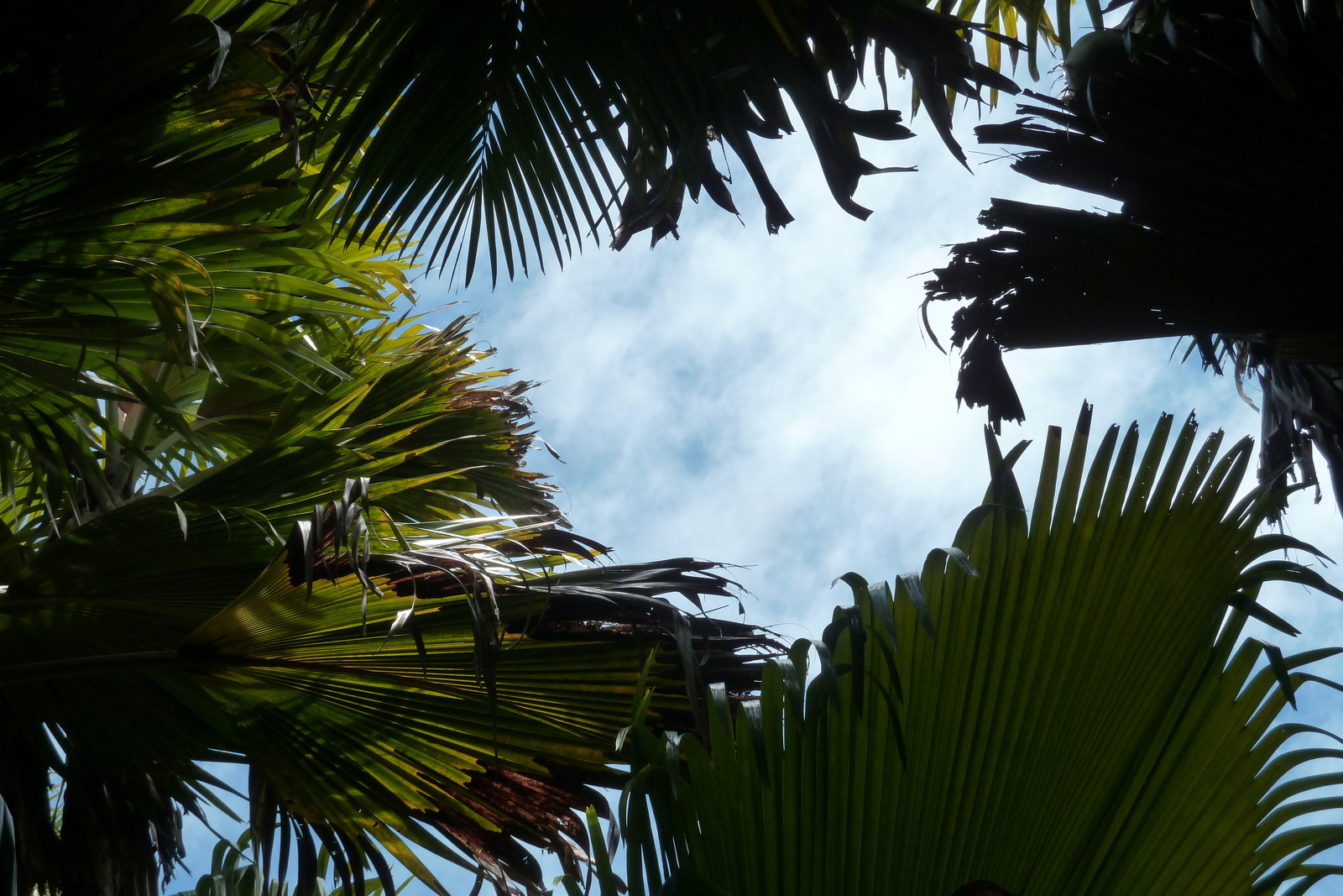 Picture Seychelles Vallee de Mai 2011-10 20 - Photographer Vallee de Mai