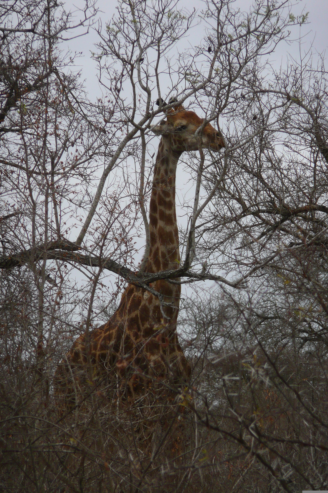 Picture South Africa Kruger National Park Sable River 2008-09 45 - Randonee Sable River