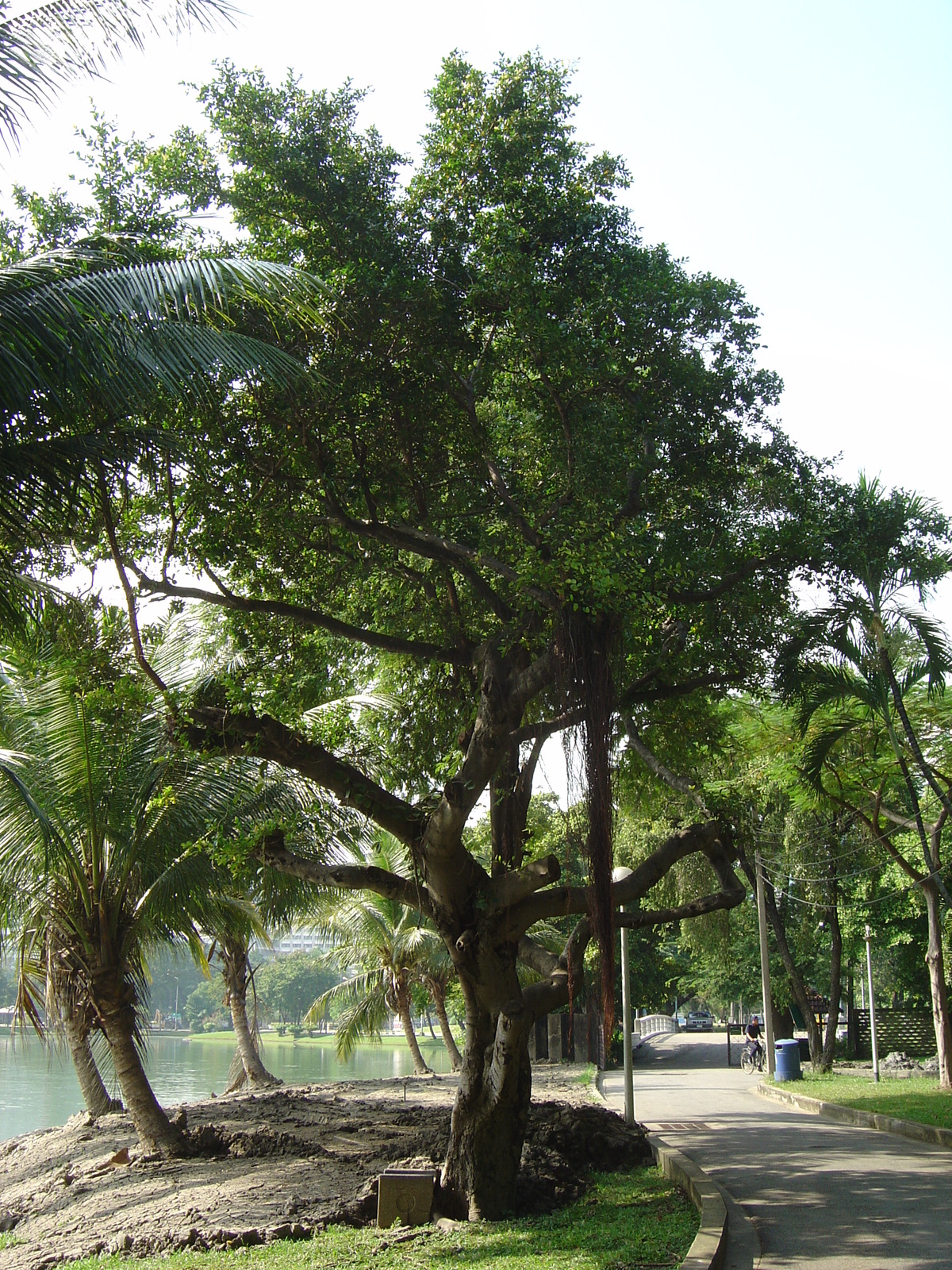 Picture Thailand Bangkok Lumpini Park 2005-12 9 - Trips Lumpini Park