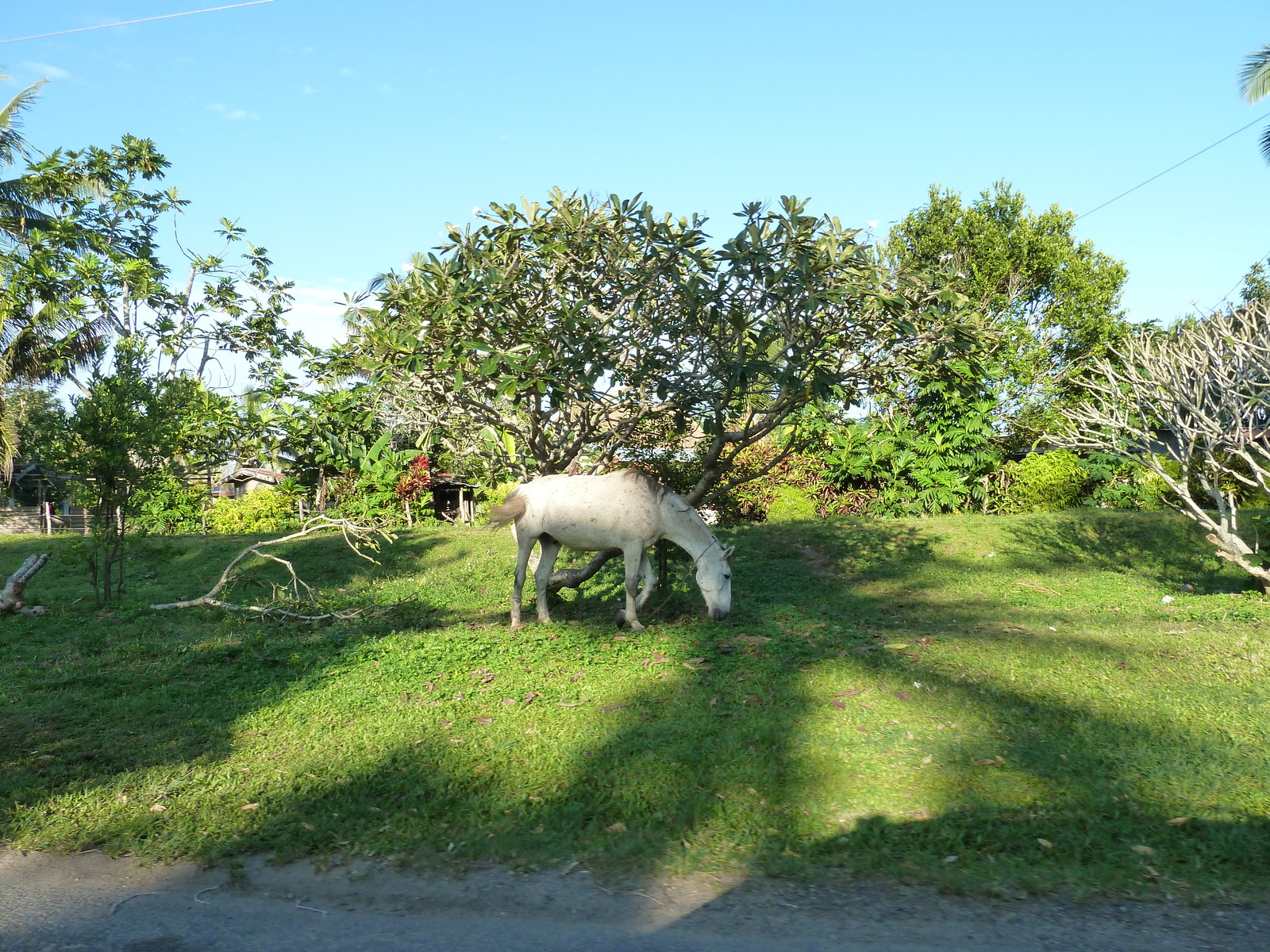 Picture Fiji Nadi to Sigatoka road 2010-05 15 - Flights Nadi to Sigatoka road