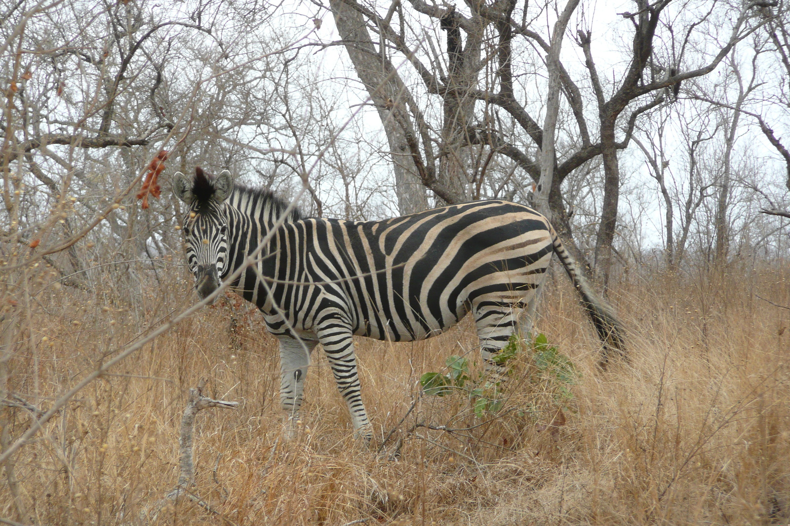 Picture South Africa Kruger National Park 2008-09 41 - Car Kruger National Park