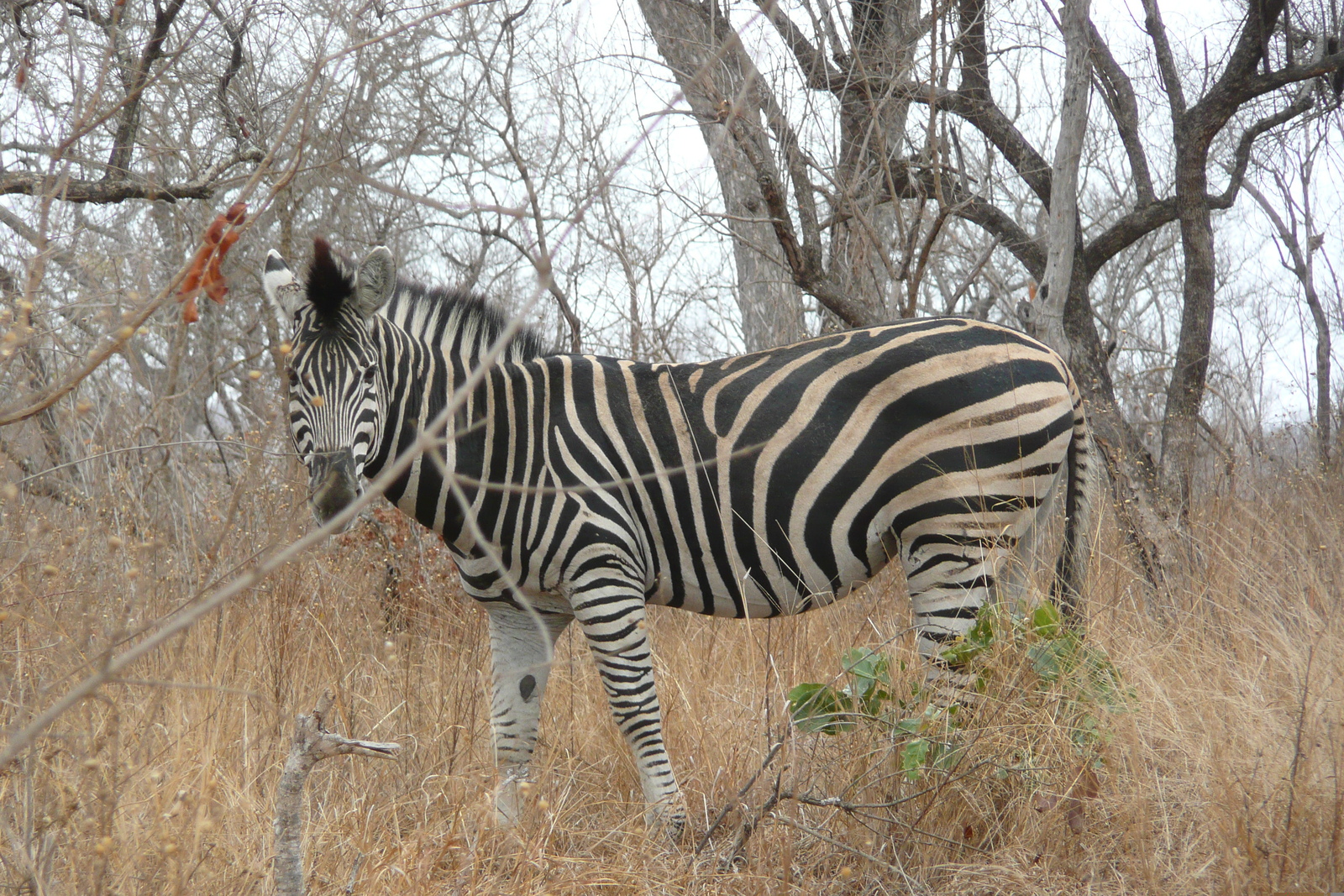 Picture South Africa Kruger National Park 2008-09 23 - View Kruger National Park