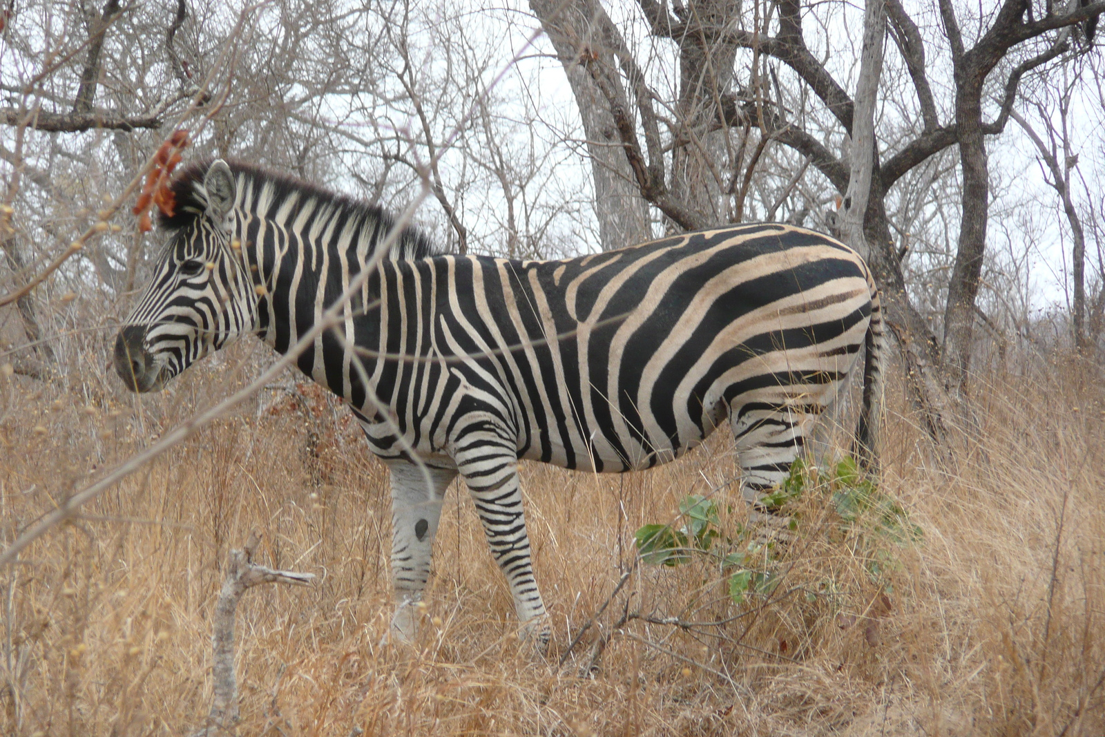 Picture South Africa Kruger National Park 2008-09 81 - Views Kruger National Park