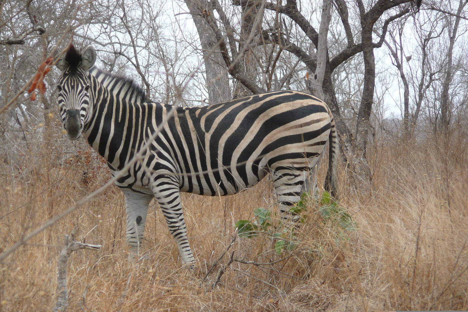 Picture South Africa Kruger National Park 2008-09 64 - Picture Kruger National Park