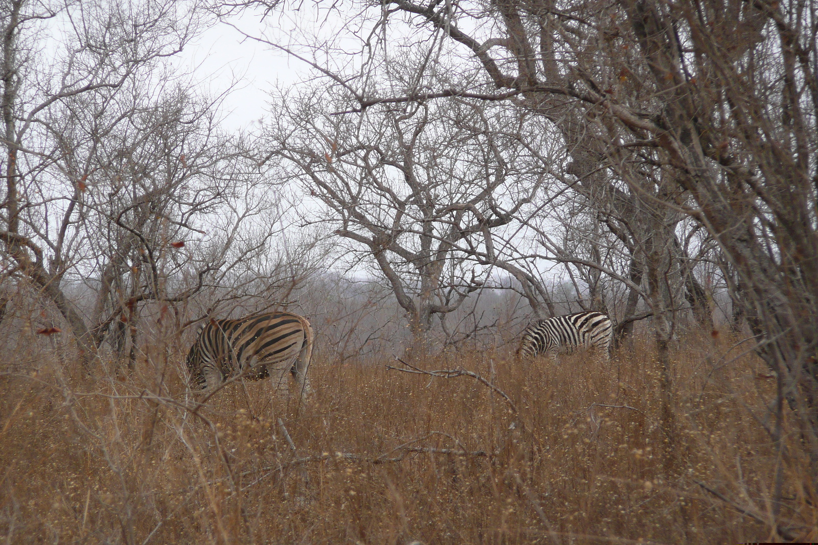 Picture South Africa Kruger National Park 2008-09 101 - Car Kruger National Park