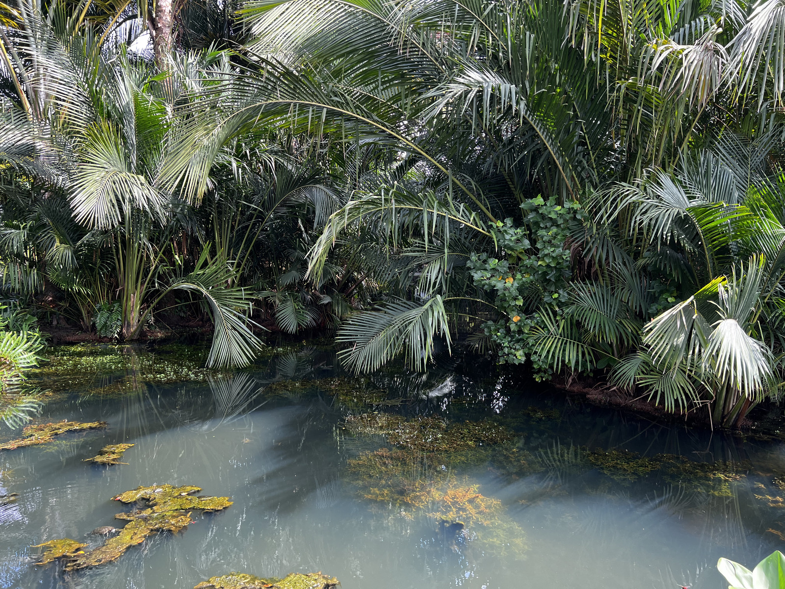 Picture Singapore Singapore Botanic Gardens 2023-01 99 - Map Singapore Botanic Gardens