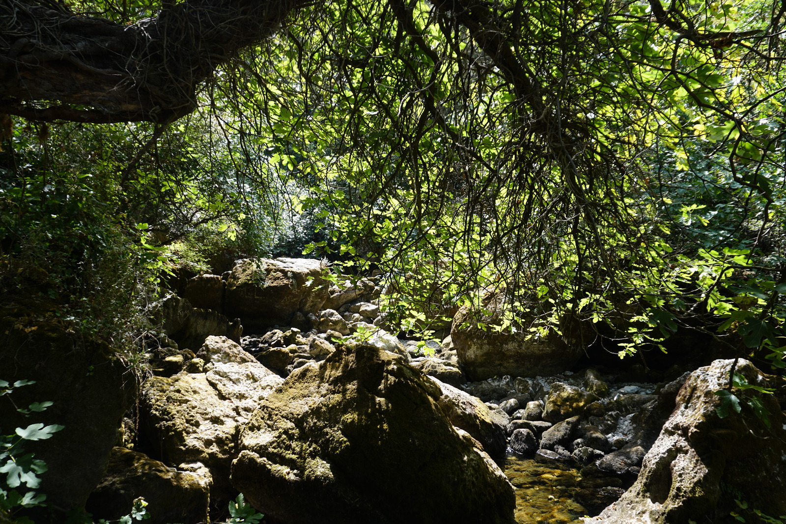 Picture France Fontaine-de-Vaucluse 2017-08 55 - Photographers Fontaine-de-Vaucluse