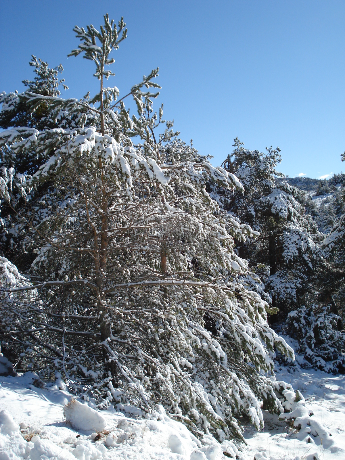 Picture France Coursegoule to Greolieres les neiges road 2007-01 53 - Views Coursegoule to Greolieres les neiges road