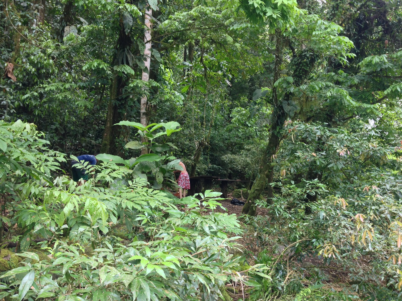 Picture Costa Rica Pacuare River 2015-03 27 - Sightseeing Pacuare River