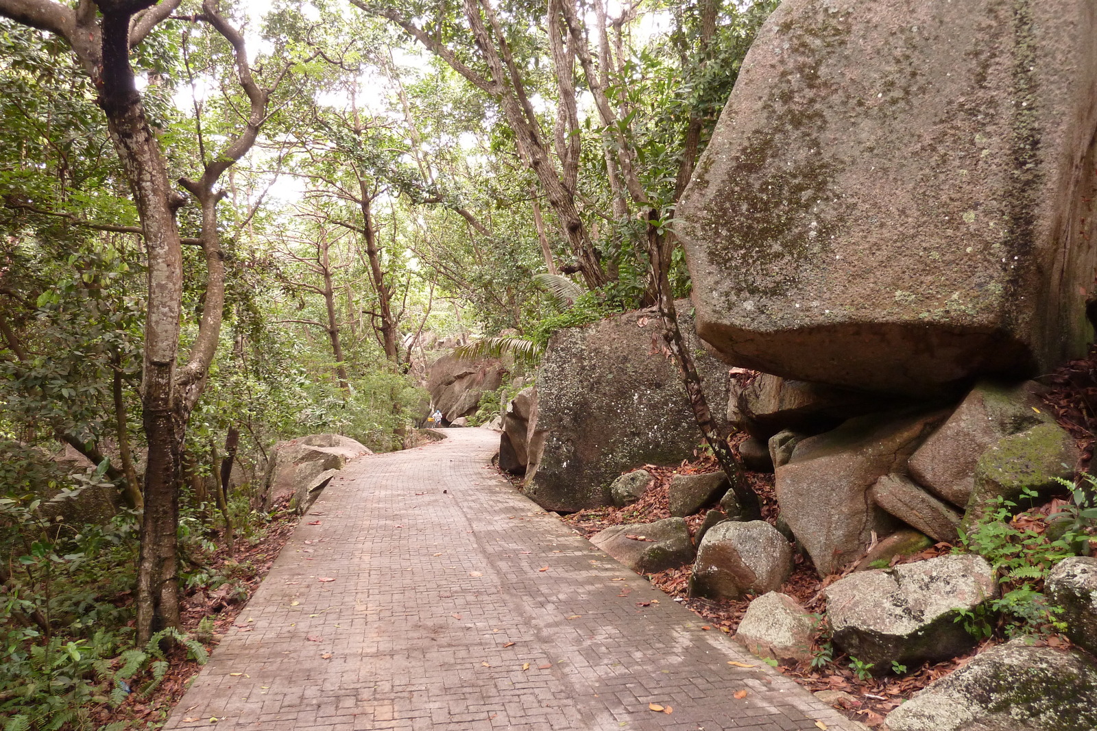 Picture Seychelles La Digue 2011-10 164 - Road La Digue