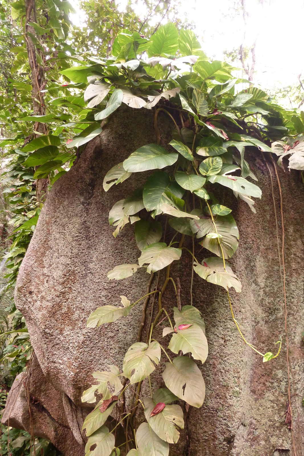 Picture Seychelles La Digue 2011-10 180 - Photos La Digue