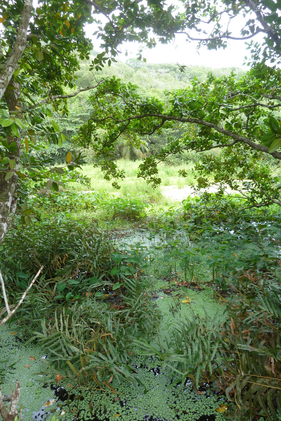 Picture Seychelles La Digue 2011-10 123 - Pictures La Digue