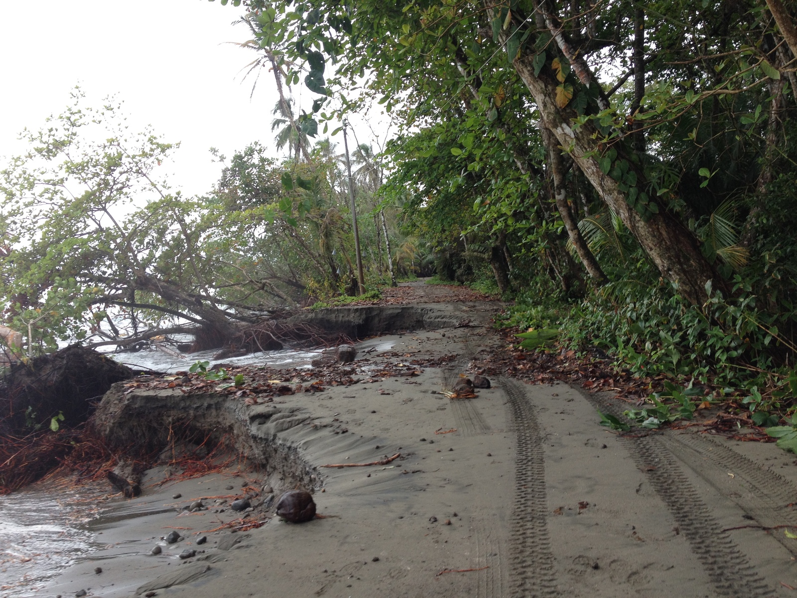 Picture Costa Rica Cahuita 2015-03 208 - Picture Cahuita